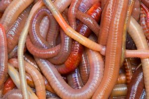 Regenwürmer aus dem eigenen Garten sind kostenlos und effektiv.